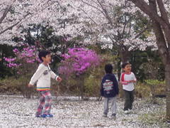 写真：花見の様子